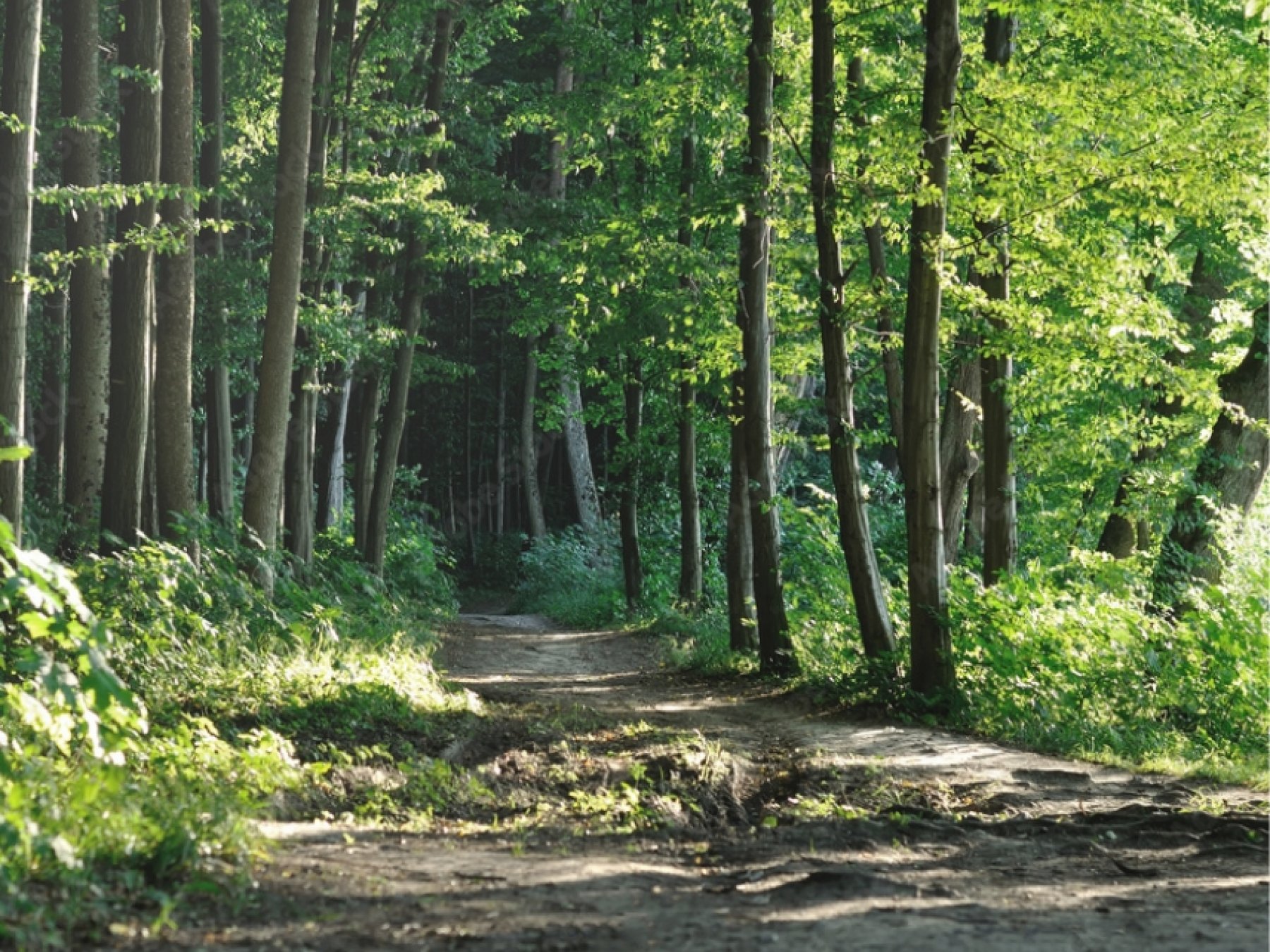 Lasek Golęciński - 2 km